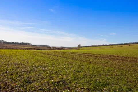 Wheat on chalky soil Stock Photos