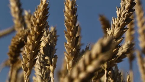 Wheat with clear blue sky in the background Stock Footage 99118573
