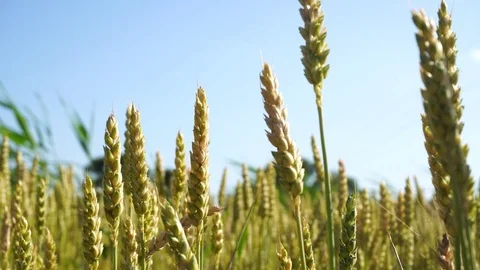 Wheat close up blown by the wind Stock Footage 111942026
