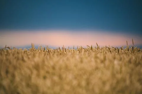 Wheat close-up of a field with a setting sunset pink sun Stock Photos