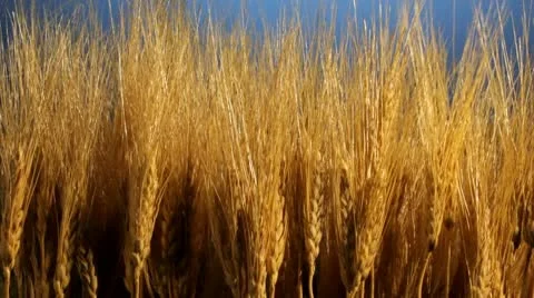Wheat close up Stock Footage 10740136
