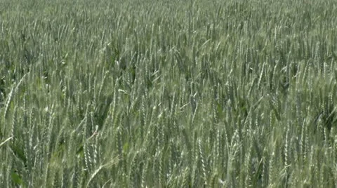 Wheat close Video stock 11685723