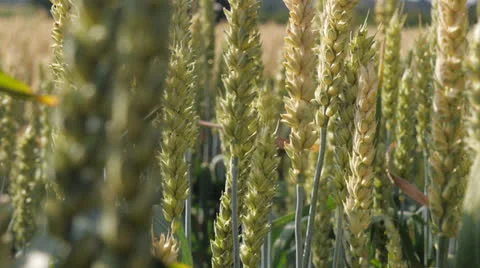 Wheat close up Stock Footage 26005974