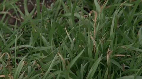 Wheat close up Vidéo 35763605
