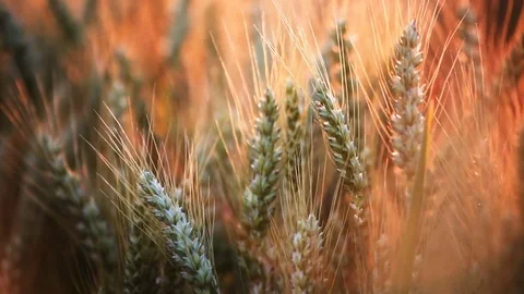 Wheat close-up Stock Footage 76458605