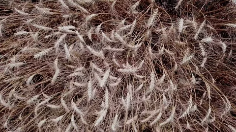 Wheat close up Video stock 90679375