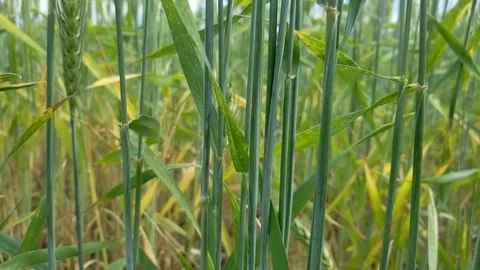 Wheat Up Close Stock Footage 91831518