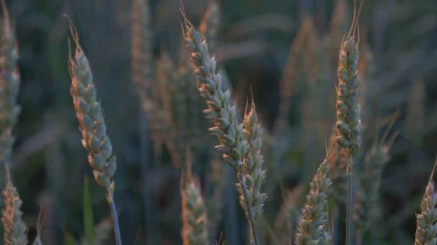 Wheat at close up Stock Footage 93173985