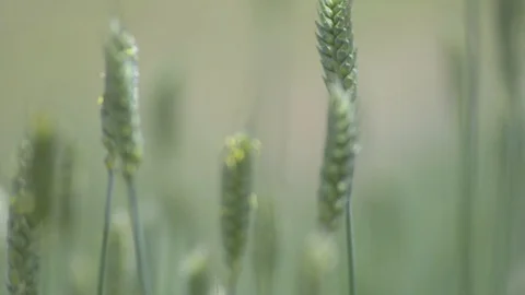 Wheat close up Stock Footage 112209664