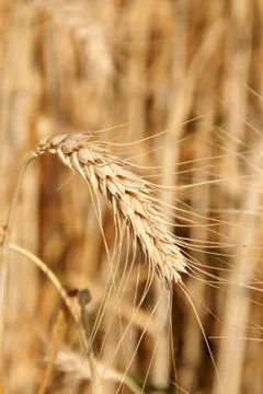Wheat close-up Stock Photos