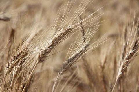 Wheat close-up Stock Photos