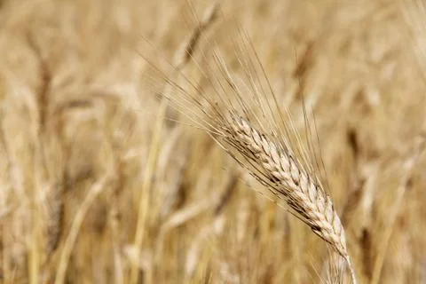 Wheat close-up Stock Photos