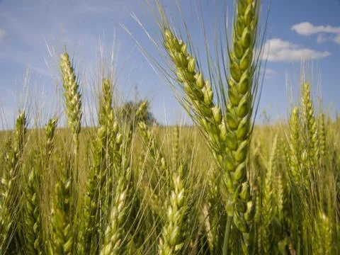 Wheat Close-up Stock Photos