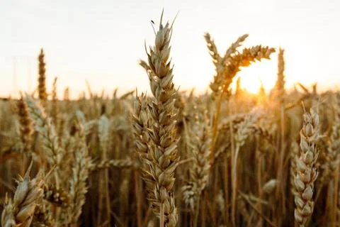 Wheat close-up Stock Photos