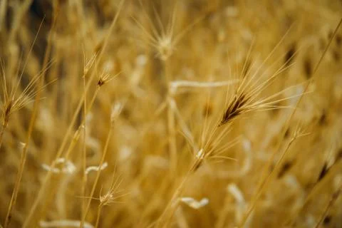 Wheat Close-Up Stock Photos