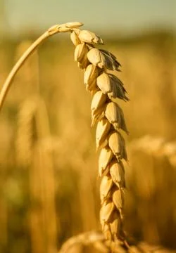 Wheat close up Stock Photos