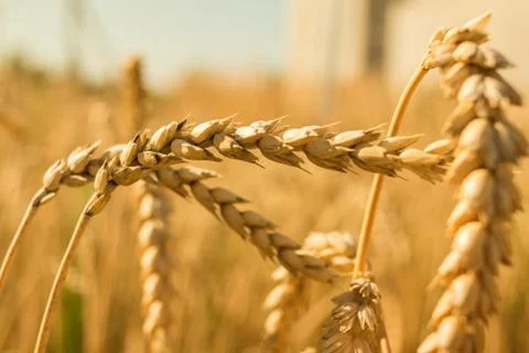 Wheat close up Stock Photos