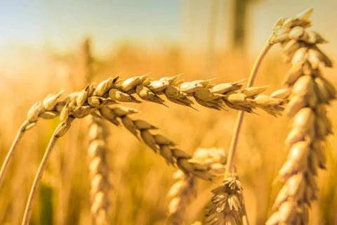Wheat close up Stock Photos