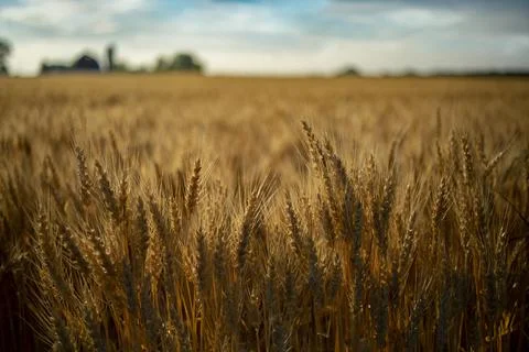 Wheat close up Fotos Stock