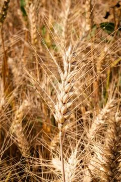 Wheat close up Foto stock