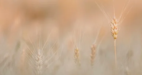 Wheat close up shallow depth of field Stock Footage 111399415