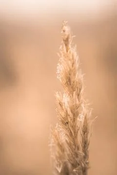 Wheat up close. Soft focus. Natural background. Macro photo Stock Photos