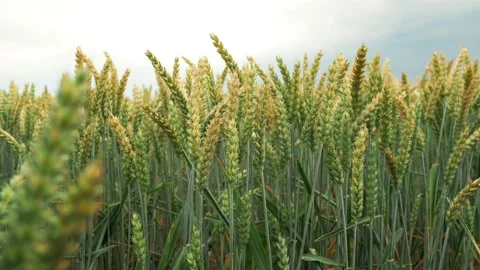 Wheat close-up sways from a light wind slow motion Video stock 202608457