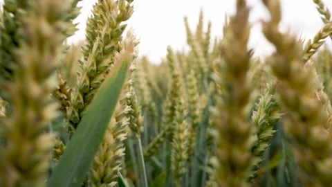 Wheat close-up. View of ripening wheat field at summer day. Agriculture industry Video stock 202606042