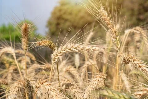 Wheat close up. Wheat field. Background of ripening ears of wheat. Foto stock
