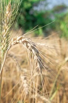 Wheat close up. Wheat field. Background of ripening ears of wheat. Stock Photos