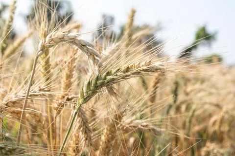 Wheat close up. Wheat field. Background of ripening ears of wheat. Stock Photos