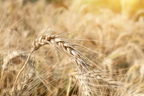 Wheat close up. Wheat field. Background of ripening ears of wheat. Stock Photos