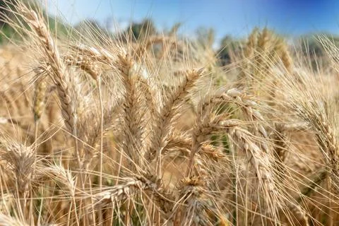 Wheat close up. Wheat field. Background of ripening ears of wheat. 写真素材