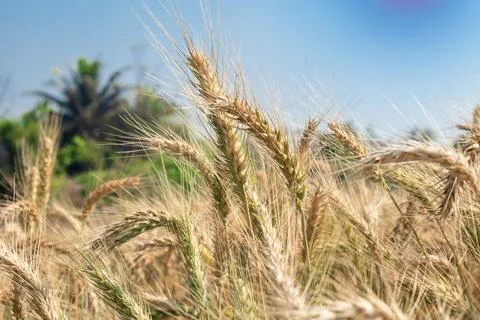 Wheat close up. Wheat field. Background of ripening ears of wheat. Stock Photos