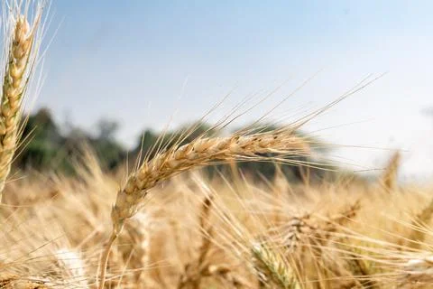 Wheat close up. Wheat field. Background of ripening ears of wheat. Stock Photos
