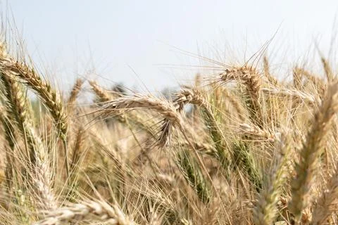 Wheat close up. Wheat field. Background of ripening ears of wheat. Stock Photos