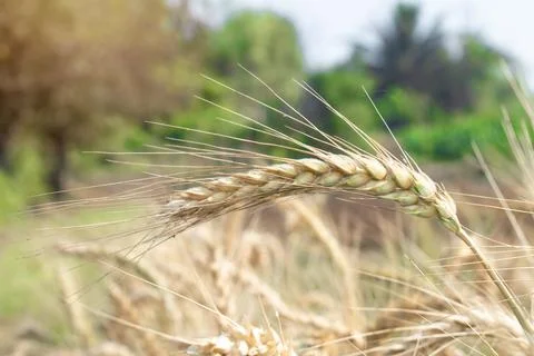 Wheat close up. Wheat field. Background of ripening ears of wheat. Stock Photos
