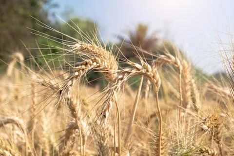 Wheat close up. Wheat field. Background of ripening ears of wheat. Fotos de archivo