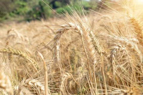 Wheat close up. Wheat field. Background of ripening ears of wheat. Fotos de archivo