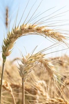 Wheat close up. Wheat field. Background of ripening ears of wheat. Stock Photos