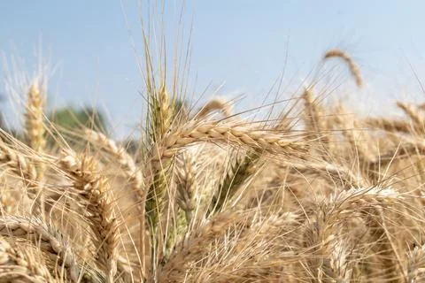 Wheat close up. Wheat field. Background of ripening ears of wheat. Stock Photos
