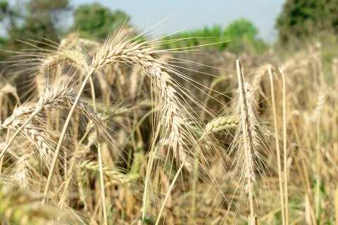 Wheat close up. Wheat field. Background of ripening ears of wheat. Foto stock