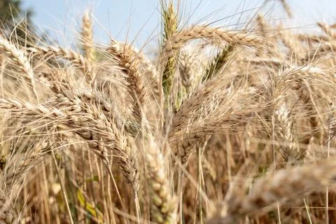 Wheat close up. Wheat field. Background of ripening ears of wheat. Stock Photos