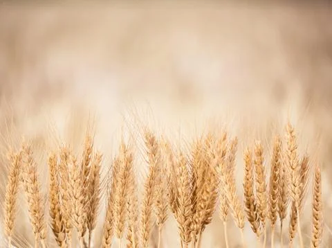 Wheat - Close up of a wheat field. Stock Photos