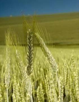 Wheat closeup with field as background Stock Photos