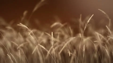 Wheat Closeup Stock Footage 58115809
