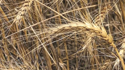 Wheat Closeup I Stock Footage 32846286
