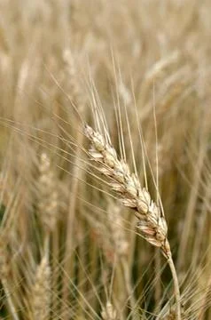 Wheat closeup Stock Photos
