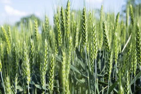 Wheat closeup, selective focus Stock Photos