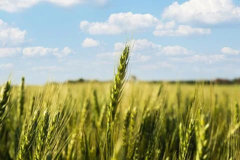 Wheat closeup, selective focus Stock Photos